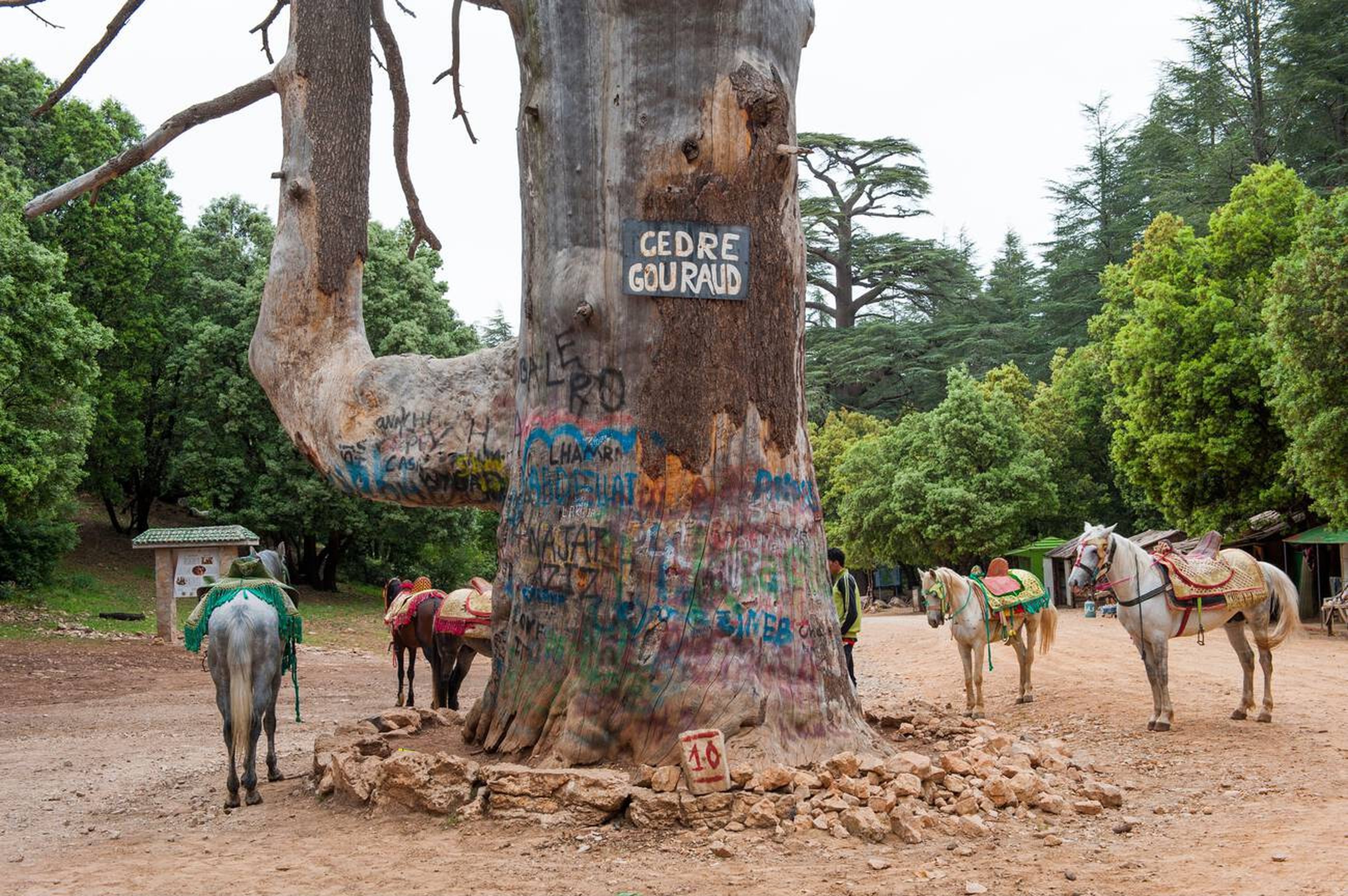 Downpic.cc-image659062169